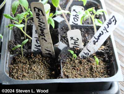1988 Earlirouge seed germinates