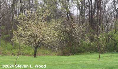 Apple trees in bloom