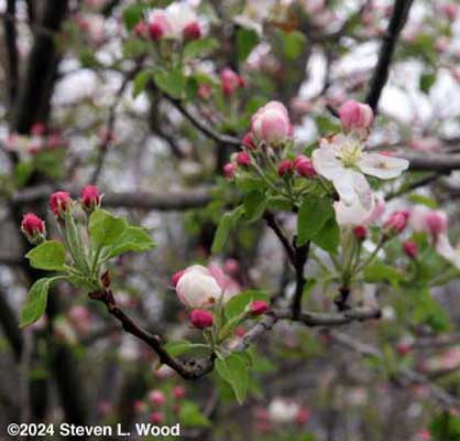 Blooms on 2010 tree