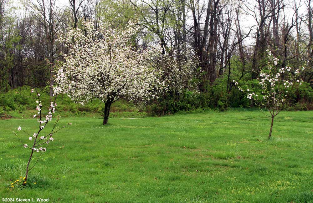 Apple trees in bloom