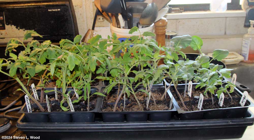 Earlirouge and Moira tomatoes