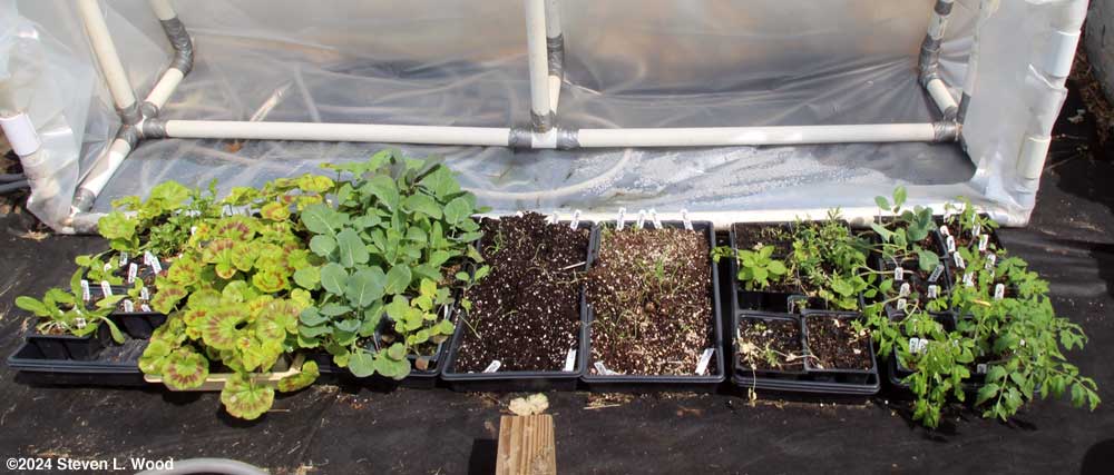 Cold frame plants