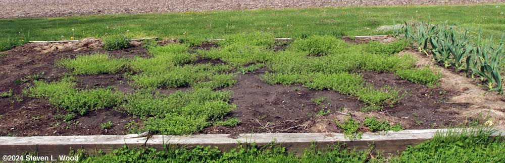 Chickweed in main raised bed