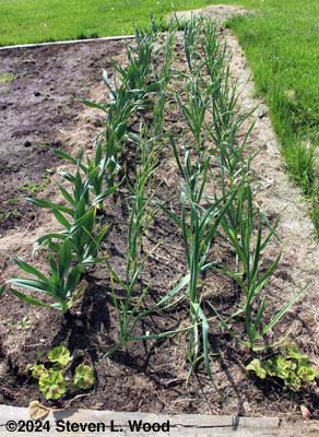 Garlic before fertilization and mulching