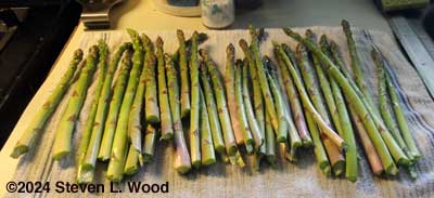 Today's asparagus