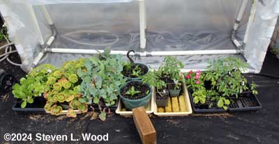 Transplants ready to go into the ground