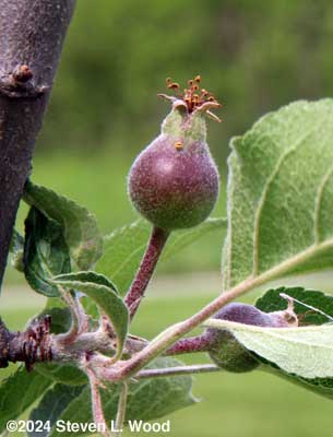Young apple on our youngest apple tree