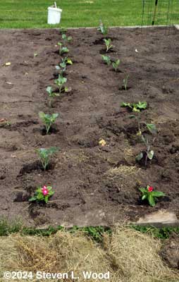 Broccoli and cauliflower transplanted