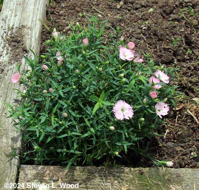 Dianthus coming into bloom