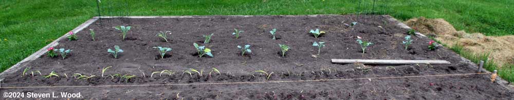 Onions and carrots planted