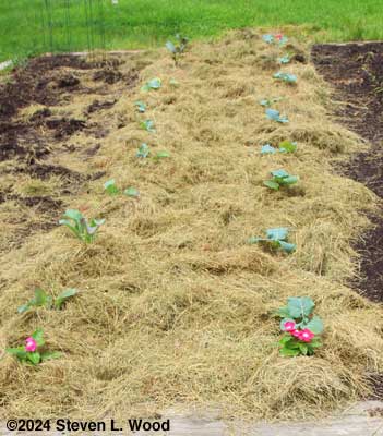 Brassicas mulched
