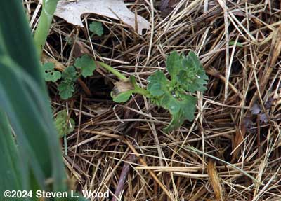 Weeds emerging in garlic