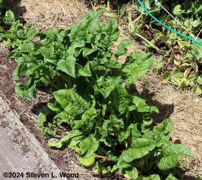 Spinach about ready to pick