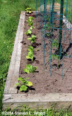 Lettuce transplanted