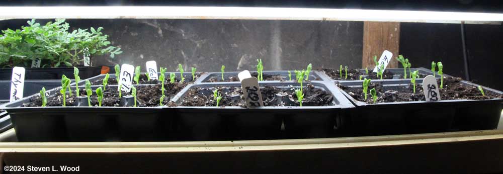 Eclipse peas started