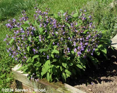 Purple sage