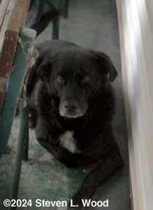 Pepper