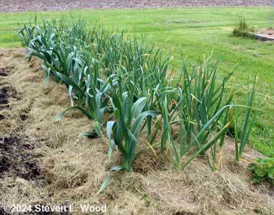 Garlic re-mulched