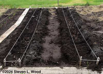 Furrows liberally seeded with beans