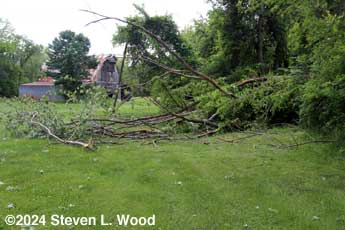 Dead tree down