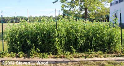 Tall peas