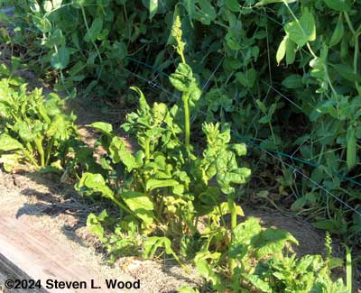 Spinach bolting