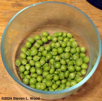 First and second pea harvests shelled