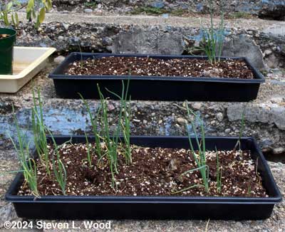 Surviving onion plants
