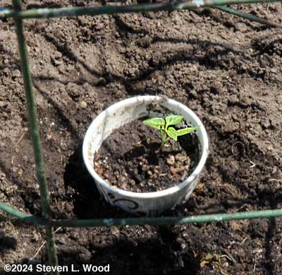 Small ERS plant with cutworm collar