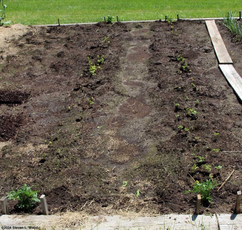 Green beans sprouting