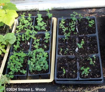 Eclipse pea transplants hardening off