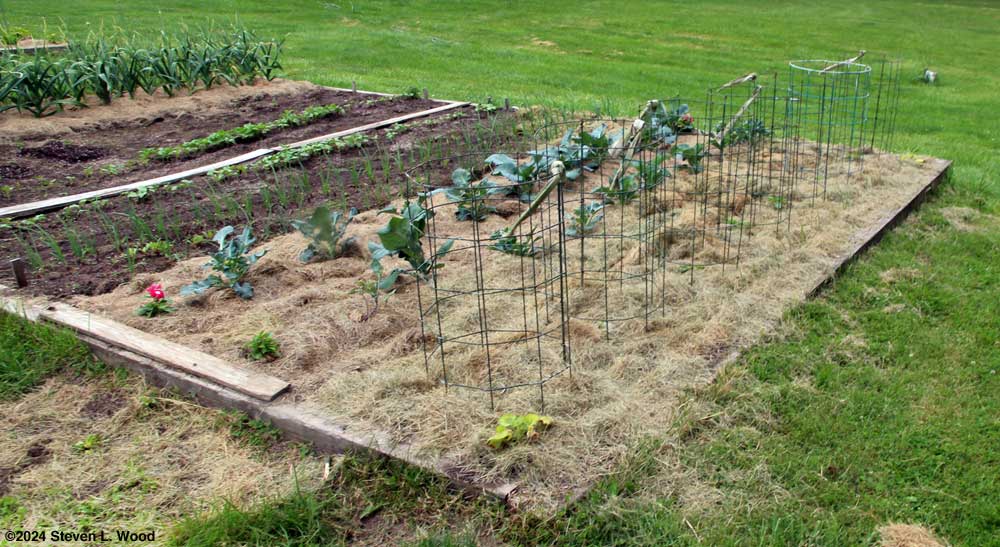 Onions and peppers mulched