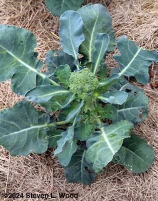 Broccoli buttoning
