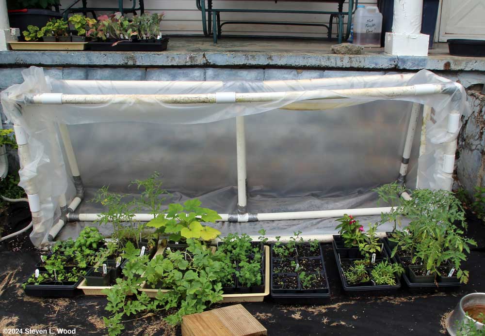 Transplants ready to go under cold frame and on back porch