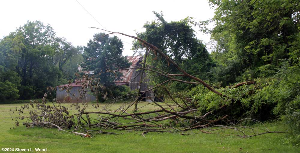 Fallen tree parts to clean up