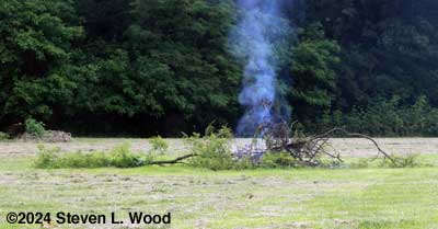 Burn pile