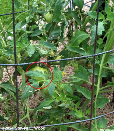 Tomatoes set on