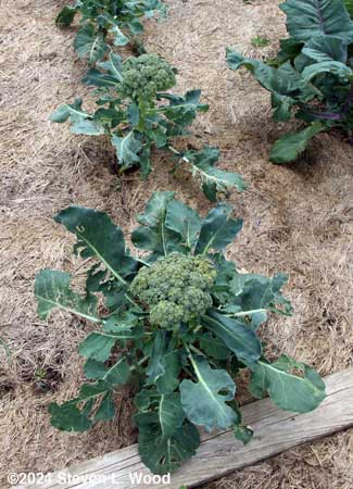 Buttoned broccoli plants still putting on heads