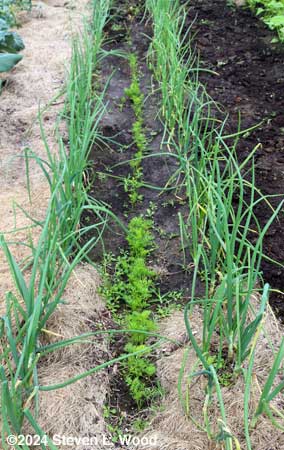 Carrots up