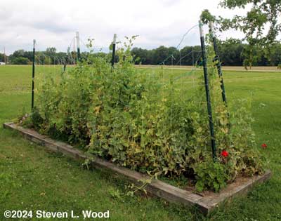 Tall pea vines failing