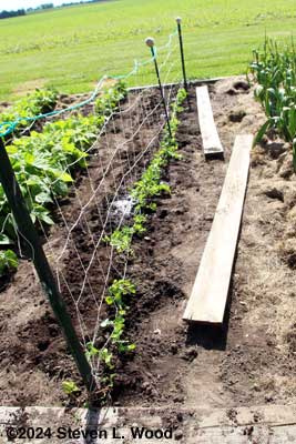 Eclipse peas transplanted