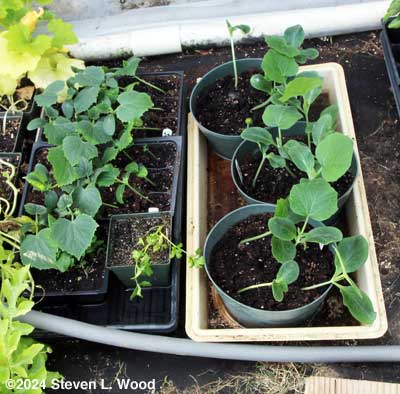 Trays of cucumbers and butternuts outside hardening off