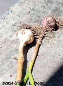 Young garlic