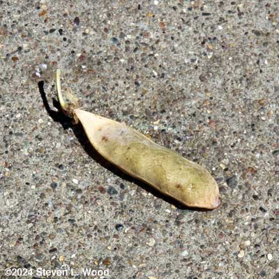 Pea pod for seed saving