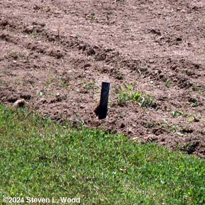 Row marker stake for zinnia row