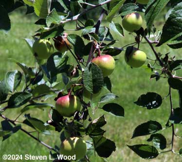 Apples on young Stayman Winesap tree