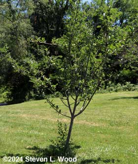 Older Stayman Winesap tree