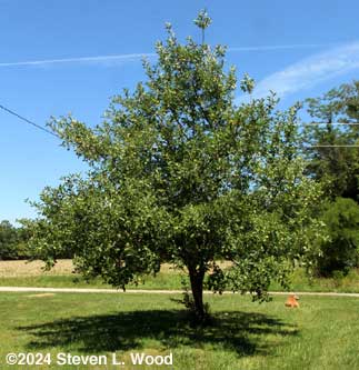 Yellow or Golden Delicious apple tree