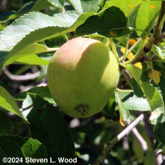 Red bluxh on yellow apple