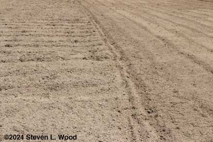 Tilled and untilled parts of East Garden